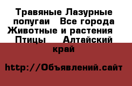 Травяные Лазурные попугаи - Все города Животные и растения » Птицы   . Алтайский край